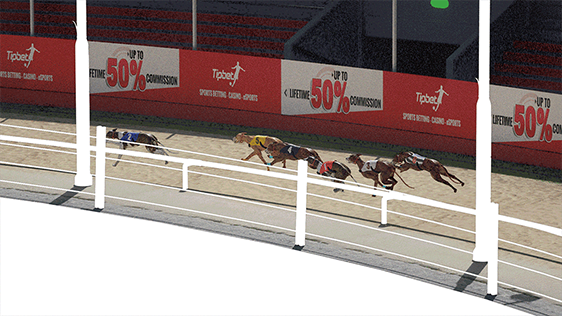 Clean, ungraded render of the greyhound pack mid-race, before compositing