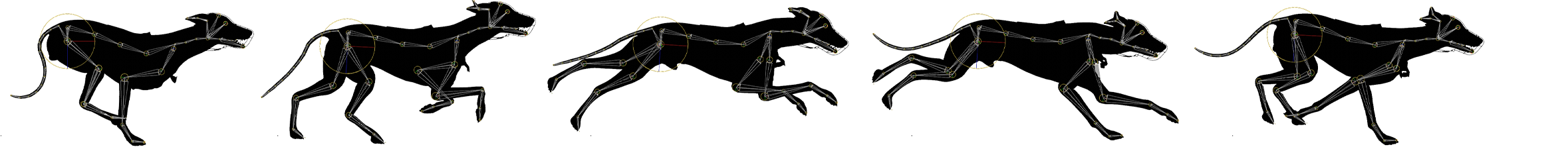 Five poses from the greyhound's FK skeleton gallop cycle, shown in sequence