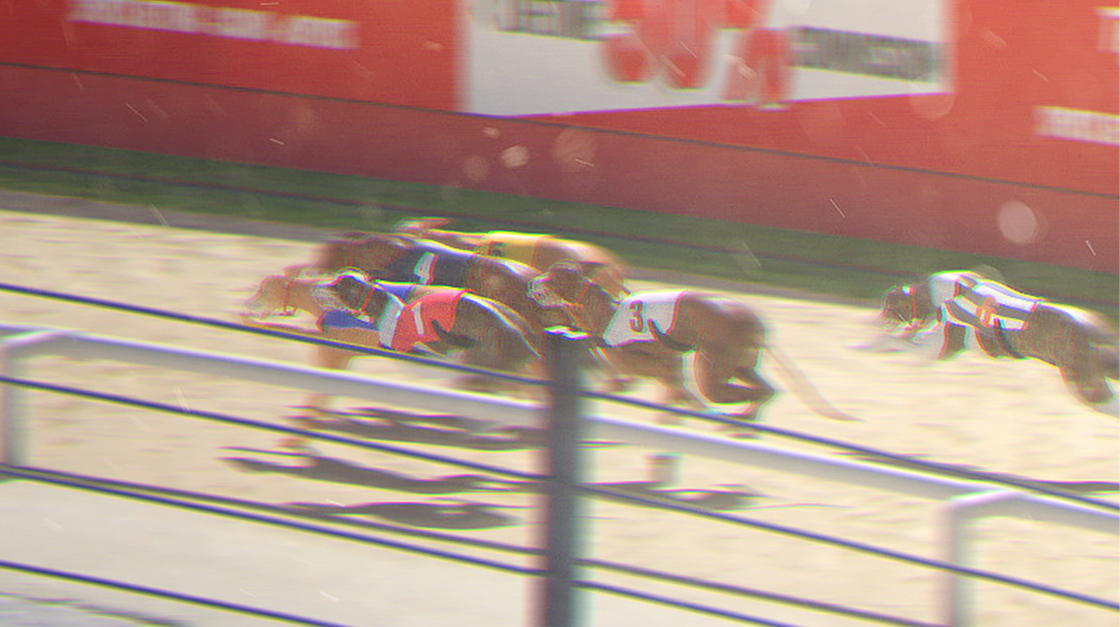 Broadcast-style render of greyhounds racing down the track, with motion blur and chromatic aberration matching a live sports feed